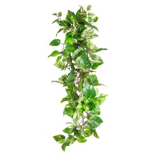 Pothos Hanging Bush 95cm