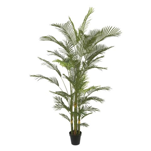 Real Touch Palm Tree In Black Pot 210cm