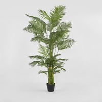 Real Touch Palm Tree In Black Pot 210cm