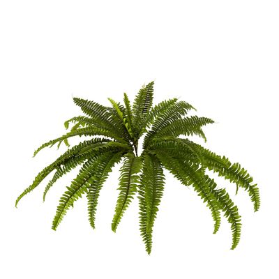 Boston Fern Bush Medium