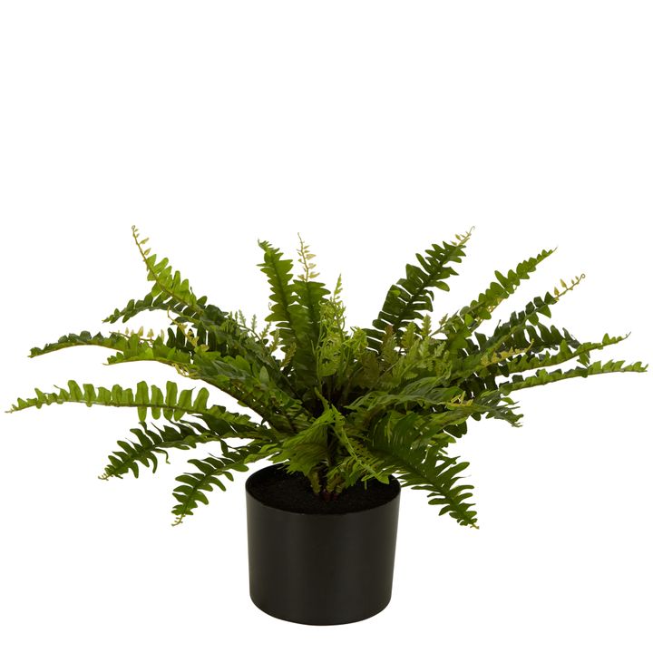 Boston Fern In Black Pot Small