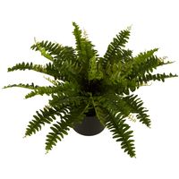 Boston Fern In Black Pot Small