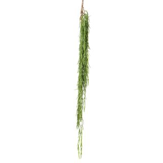 Herb Hanging Bush 90cm