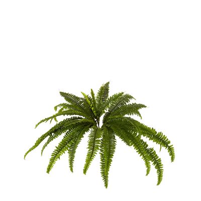 Boston Fern Bush Large