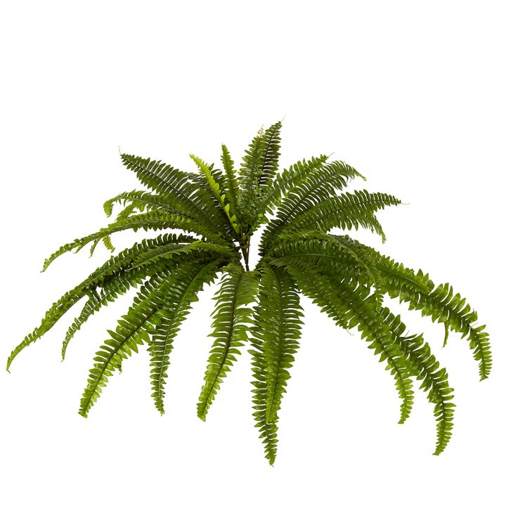 Boston Fern Bush Large