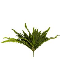 Boston Fern Bush Large