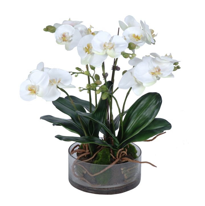 Phalaenopsis Orchid In Glass Pot Large White