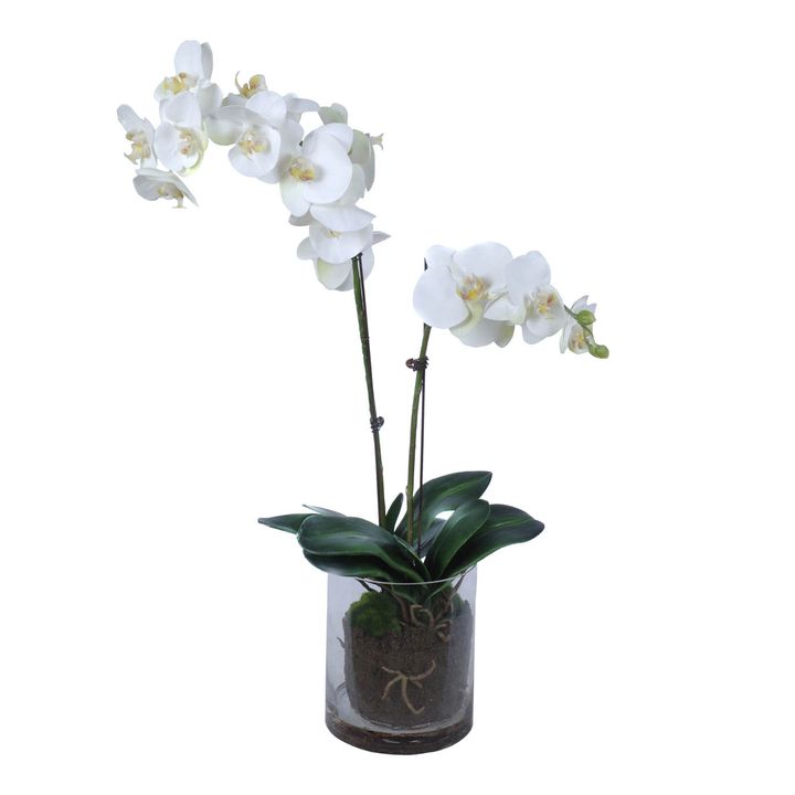Phalaenopsis Orchid In Glass Pot White