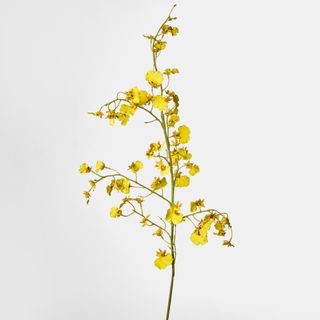 Dancing Orchid 93cm Yellow