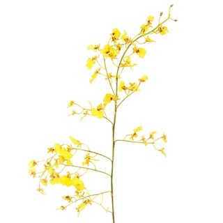 Dancing Orchid 93cm Yellow