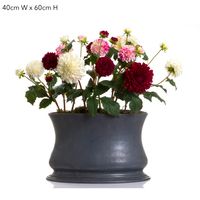 Dahlia Short Stem 50cm Purple