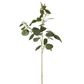 Eucalyptus Seed Spray With 20 Leaves Grey & Green