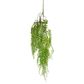 Hanging Forest Fern Leaves Green