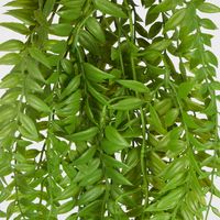 Hanging Forest Fern Leaves Green