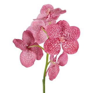 Vanda Orchid Stem 66cm Pink