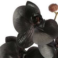 Orchid Phalaenopsis Spray Real Touch 70cm Black