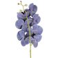 Orchid Phalaenopsis Spray Real Touch 70cm Black