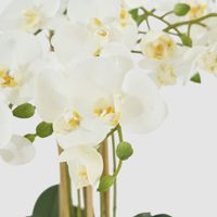 White Orchid in White Pot Large