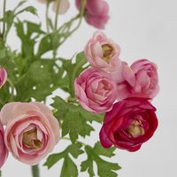 Ranunculus Bouquet Pink