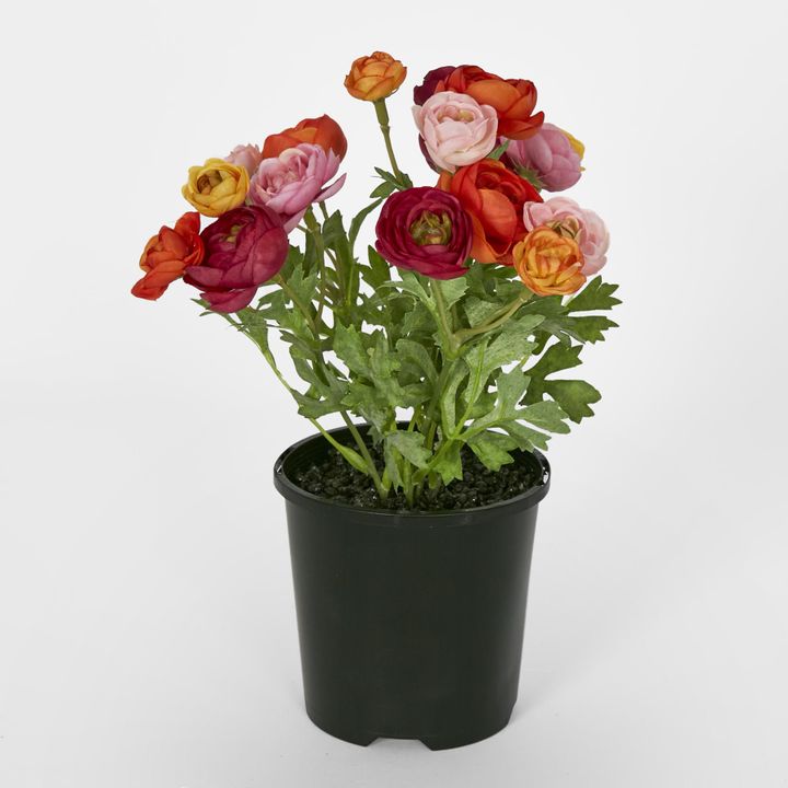 Ranunculus Bouquet Fuchsia