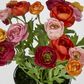 Ranunculus Bouquet Fuchsia