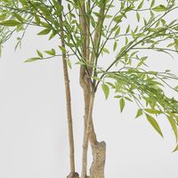 Nandina Tree 180 CM