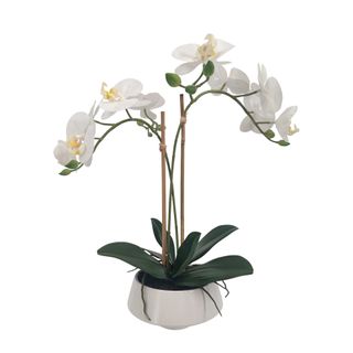 White Orchid in White Pot Medium