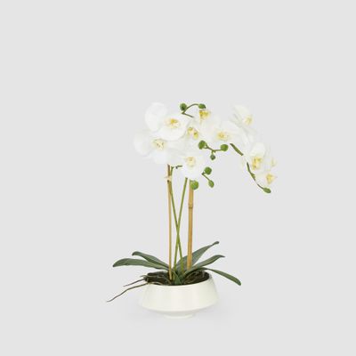 White Orchid in White Pot Medium