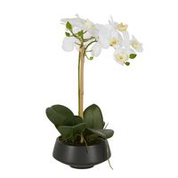 White Orchid in Black Pot Medium