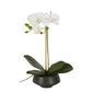 White Orchid in Black Pot Small