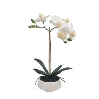 White Orchid in White Pot Small