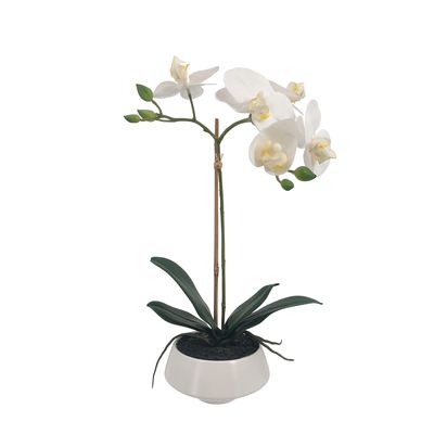 White Orchid in White Pot Small