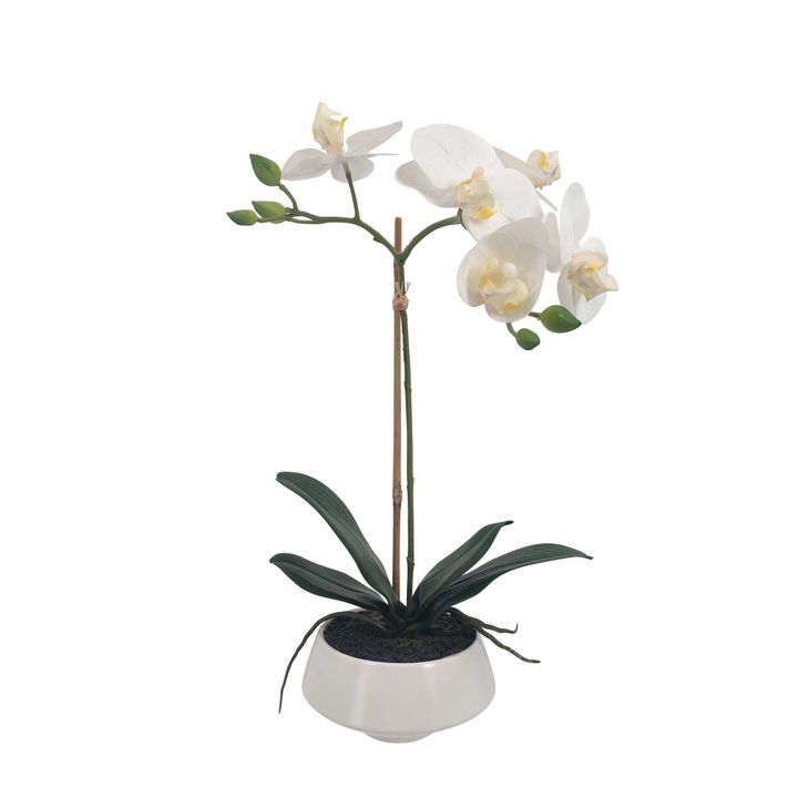 White Orchid in White Pot Small