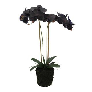 Black Orchid in Mud Moss Base Large