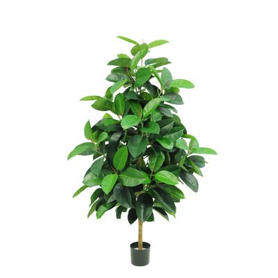 Rubber Plant Tree 1.7m