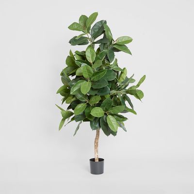 Rubber Plant Tree 1.7m