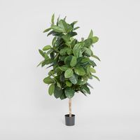 Rubber Plant Tree 1.7m