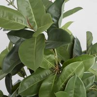 Rubber Plant Tree 1.7m