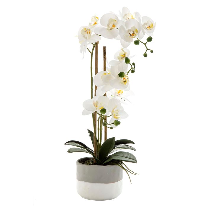 Orchid in Grey Pot Large 55cm White