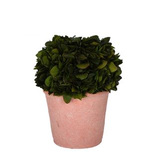 Preserved Holly Ball in Terracotta Pot