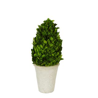PRE-ORDER Preserved Boxwood Cone Tree Large