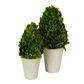 PRE-ORDER Preserved Boxwood Cone Tree Large