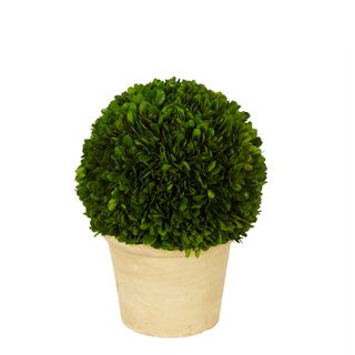 Preserved Boxwood Ball in Terracotta Pot