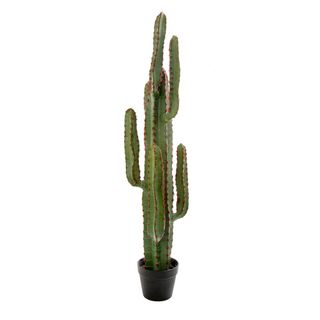 Desert Cactus XL 1.15m