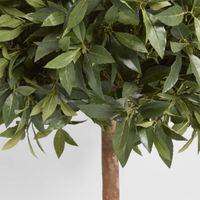 Laurel Ball Tree 1.1m