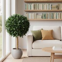 Laurel Ball Tree 1.1m