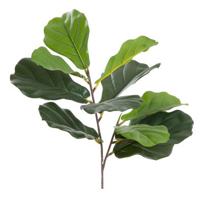 Leaf Fiddle 64cm