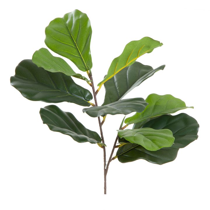 Leaf Fiddle 64cm