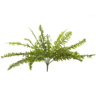 Boston Fern Bush 48cm