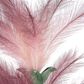 Flista Feather Spray Ombre Pink